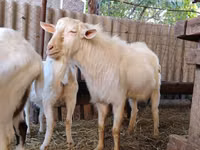Kozioł, Saanen goat — zdjęcie 3