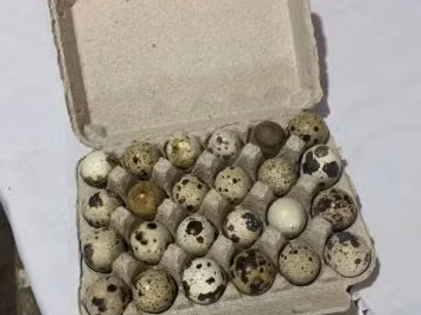 Quails — Hungary