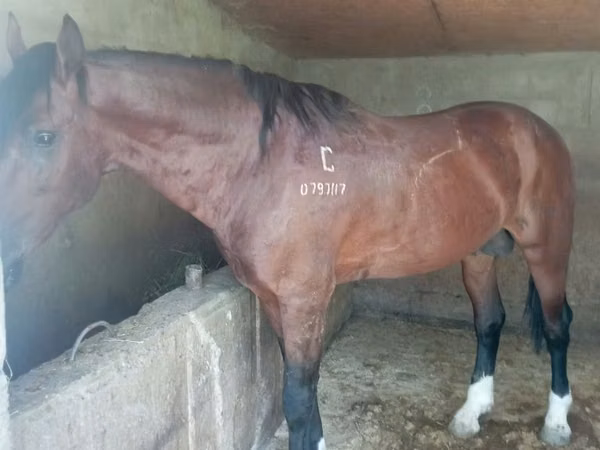 घोड़ा, Kustanai horse
