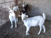 母山羊, Goats — 照片 2