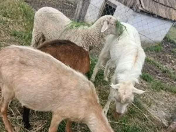 Vædder, Merino sheep