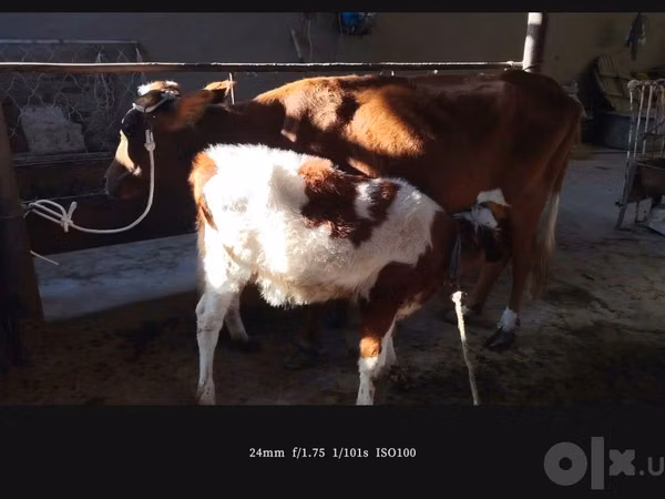 بقرة, Simmental cattle
