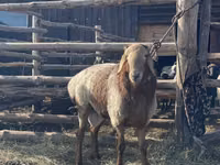Widder, Arashan sheep — Foto 3