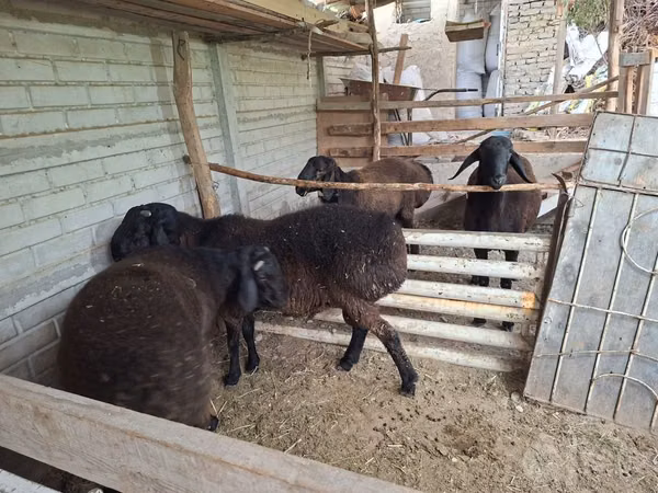 Ram, Sheep — Uzbekistan