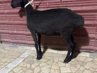 گوسفند (گروه، جنسیت مشخص نشده), گوسفند — عکس 1