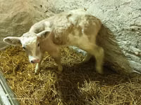 Lembu jantan, Cattle — foto 2