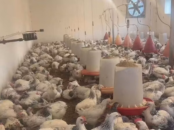 Chickens — Азербайджан