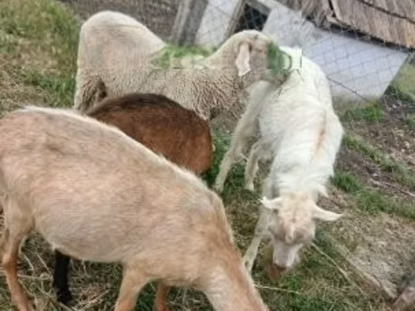 Ram, Merino sheep