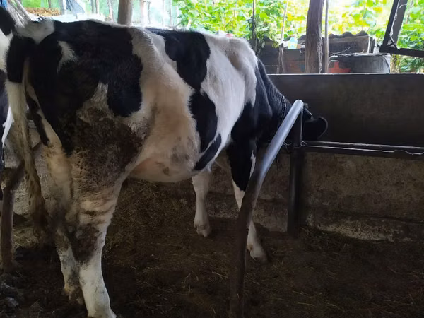 Cow, Russian Black pied cattle — Moldova