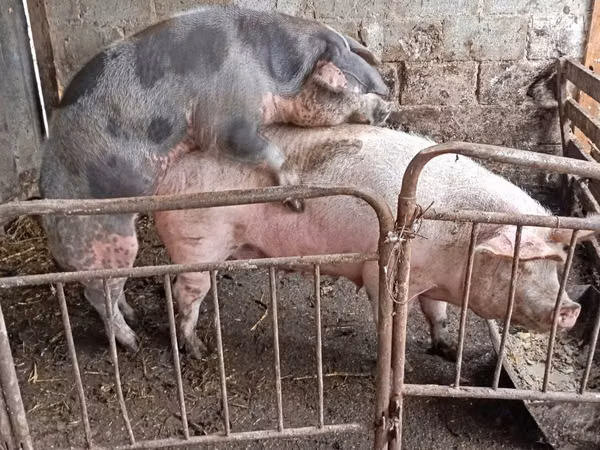 Säue, Schweine — Republik Moldau