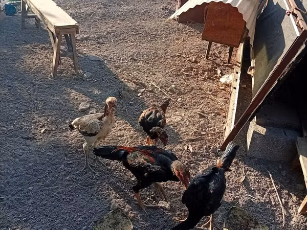 Chickens — Kyrgyzstan