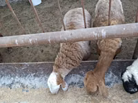 Biri-biri betina, Sheep — foto 6