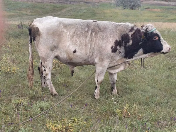 Lembu jantan, Simmental cattle