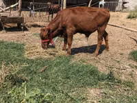 Bull, Cattle — photo 2