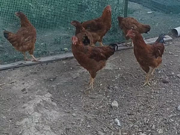 Rhode Island Red — Kyrgyzstan