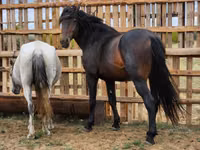 Horse (M), Horses — photo 4