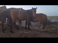 Mare, Horses — photo 2