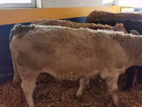 காளை, Simmental cattle — புகைப்படம் 6