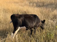 公牛, Cattle — 照片 5