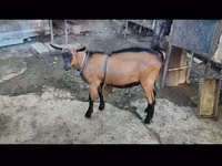 Ri’ lab, Goats — sawirka 4