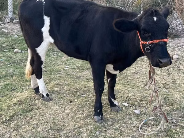 Cow, Latvian Blue cattle — Kazakhstan
