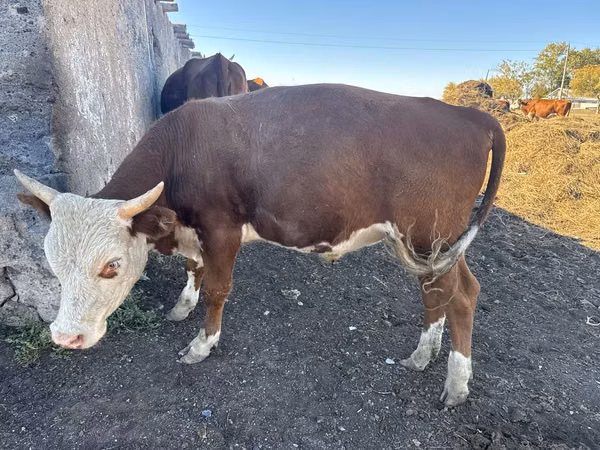 Bull, Kazakh White-headed cow — Kazakhstan