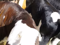 گاو و گوساله (گروه، جنسیت مشخص نشده), Russian Black pied cattle — عکس 3