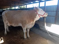 วัวตัวเมีย, Simmental cattle — รูปภาพ 2