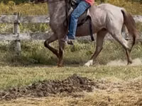 Horse (M), Rocky Mountain Horse — photo 7