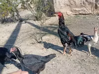 Chickens — عکس 7