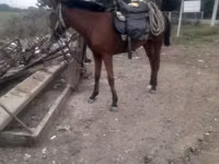 Кобила, Karabakh horse — фото 1
