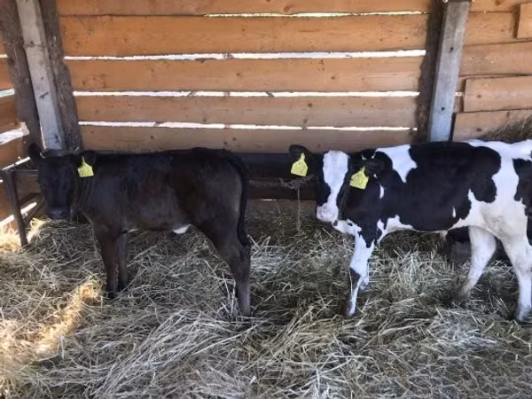 Bull, Limousin cow — Hungary