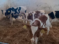 公牛, Cattle — 照片 1