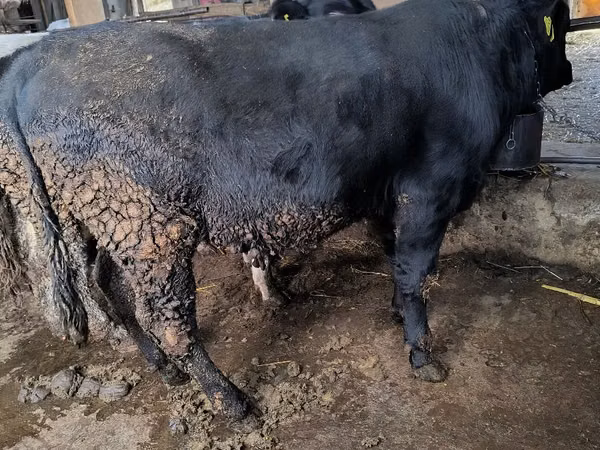 Bull, Aberdeen-Angus