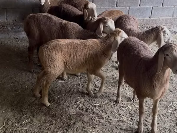 قوچ, Arashan sheep — قرقیزستان