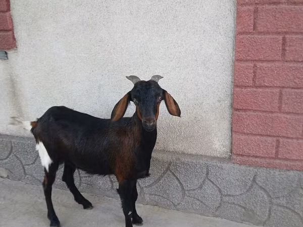 Коза, Nubian Goat