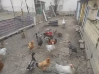 Ducks — foto 1