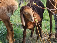 Ovca, Rhon sheep — fotografija 3