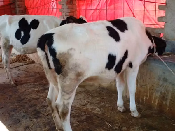 Cow, Holstein breed — Bangladesh