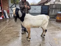 Kambing jantan, Nubian Goat — foto 2