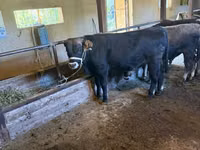 Toro, Swiss cattle — foto 1