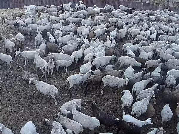 Sheep, Hampshire sheep — Kazakhstan