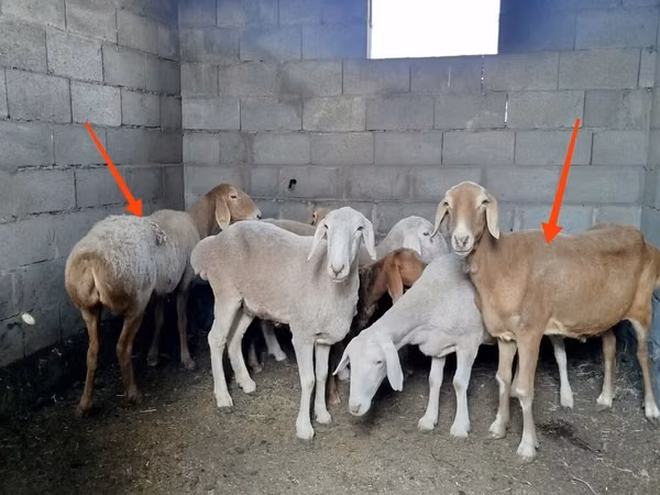Sheep, Katum sheep