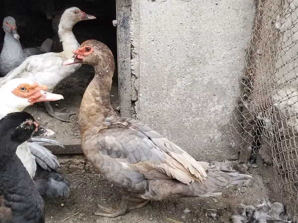 Ducks — Azerbaijan