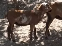Ram, Cameroon sheep — photo 1