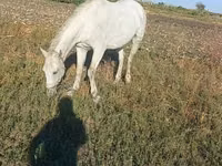 Mare, Horses — photo 1