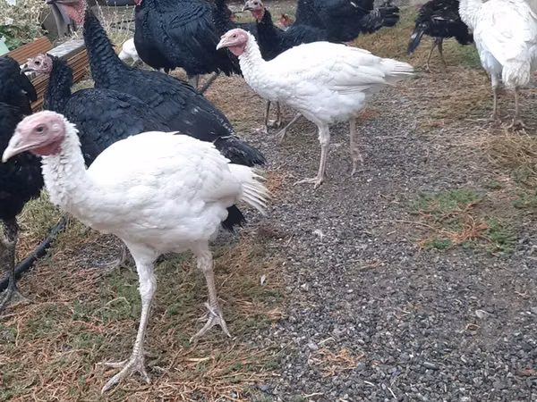 Turkeys — Kazachstan