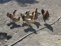 Chickens — φωτογραφία 3