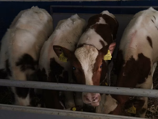 सांड, Simmental cattle