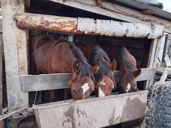 Horses (batch, sex not specified), Horse breed